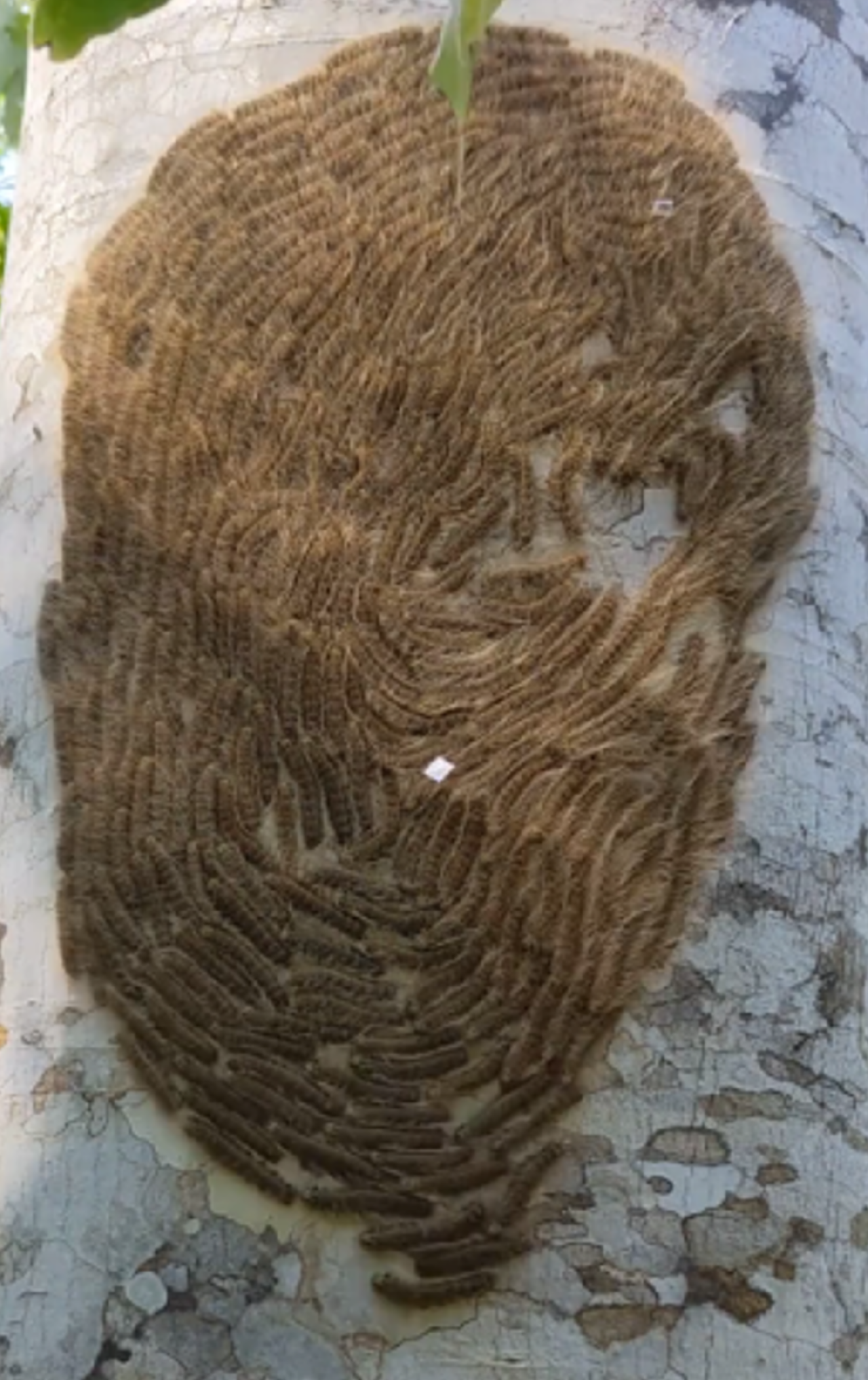 caterpillars on Tree